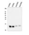 Fatty Acid Binding Protein 6 antibody, A07132, Boster Biological Technology, Western Blot image 