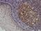 High Mobility Group Box 1 antibody, H00003146-M03, Novus Biologicals, Immunohistochemistry frozen image 