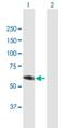 Dihydropyrimidinase Like 3 antibody, H00001809-B01P, Novus Biologicals, Western Blot image 