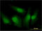 Interferon Regulatory Factor 3 antibody, LS-C197546, Lifespan Biosciences, Immunofluorescence image 