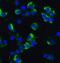Axin 2 antibody, GTX31822, GeneTex, Immunofluorescence image 