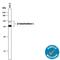 Galactosidase Beta 1 antibody, AF6464, R&D Systems, Western Blot image 