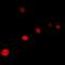 General Transcription Factor IIH Subunit 3 antibody, orb341249, Biorbyt, Immunofluorescence image 