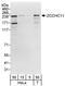 Terminal uridylyltransferase 4 antibody, NBP1-42654, Novus Biologicals, Western Blot image 