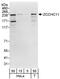 Terminal Uridylyl Transferase 4 antibody, NBP1-42654, Novus Biologicals, Western Blot image 