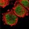 Aryl Hydrocarbon Receptor Nuclear Translocator antibody, NBP2-54663, Novus Biologicals, Immunofluorescence image 