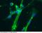 Activated Leukocyte Cell Adhesion Molecule antibody, 10045-MM03, Sino Biological, Immunohistochemistry paraffin image 