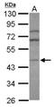 Adaptor protein complex AP-1 mu-2 subunit antibody, NBP2-15415, Novus Biologicals, Western Blot image 