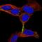 Secretogranin-1 antibody, HPA008759, Atlas Antibodies, Immunofluorescence image 