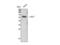 Dopachrome Tautomerase antibody, STJ96115, St John