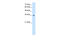 Methylenetetrahydrofolate Dehydrogenase (NADP+ Dependent) 2, Methenyltetrahydrofolate Cyclohydrolase antibody, 30-142, ProSci, Western Blot image 