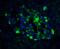 Activating Transcription Factor 6 antibody, 3681, ProSci, Immunofluorescence image 