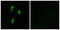 Olfactory Receptor Family 51 Subfamily B Member 2 (Gene/Pseudogene) antibody, GTX87307, GeneTex, Immunocytochemistry image 