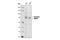 Microtubule Affinity Regulating Kinase 1 antibody, 4836S, Cell Signaling Technology, Western Blot image 