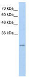 Ret finger protein-like 3 antibody, TA329800, Origene, Western Blot image 