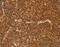 IKAROS Family Zinc Finger 3 antibody, MBS2516410, MyBioSource, Immunohistochemistry frozen image 