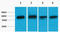 AKT Serine/Threonine Kinase 3 antibody, A00520, Boster Biological Technology, Western Blot image 