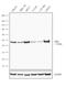 Isocitrate Dehydrogenase (NADP(+)) 2, Mitochondrial antibody, 702713, Invitrogen Antibodies, Western Blot image 