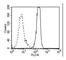 High Mobility Group Box 1 antibody, MCA5765GA, Bio-Rad (formerly AbD Serotec) , Western Blot image 