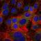 Neutrophil Cytosolic Factor 2 antibody, orb49076, Biorbyt, Immunofluorescence image 