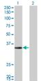 Enoyl-CoA Hydratase 1 antibody, H00001891-M01, Novus Biologicals, Western Blot image 