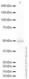 Keratin 20 antibody, ab76126, Abcam, Western Blot image 