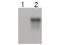 Cyclin E2 antibody, A04536, Boster Biological Technology, Western Blot image 