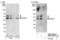 Sphingosine Kinase 1 antibody, PA5-22994, Invitrogen Antibodies, Western Blot image 