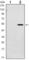 SUZ12 Polycomb Repressive Complex 2 Subunit antibody, abx016005, Abbexa, Western Blot image 