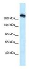 Tight Junction Protein 1 antibody, NBP1-91621, Novus Biologicals, Western Blot image 