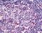 Sterile Alpha And TIR Motif Containing 1 antibody, orb86443, Biorbyt, Immunohistochemistry paraffin image 