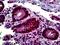 Actin Alpha 1, Skeletal Muscle antibody, orb94435, Biorbyt, Immunohistochemistry paraffin image 