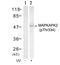 MAP kinase-activated protein kinase 2 antibody, GTX50321, GeneTex, Western Blot image 