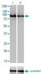 Golgin A5 antibody, H00009950-M01, Novus Biologicals, Western Blot image 