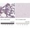 Kruppel Like Factor 1 antibody, NBP2-49023, Novus Biologicals, Immunohistochemistry paraffin image 