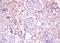 Wnt Family Member 16 antibody, orb1333, Biorbyt, Immunohistochemistry paraffin image 