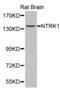 Neurotrophic Receptor Tyrosine Kinase 1 antibody, abx001710, Abbexa, Western Blot image 
