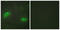 TNF Superfamily Member 9 antibody, LS-C118890, Lifespan Biosciences, Immunofluorescence image 