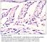 EH Domain Containing 4 antibody, EHD4-401AP, FabGennix, Immunohistochemistry frozen image 