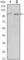Protein Tyrosine Kinase 2 antibody, abx015852, Abbexa, Western Blot image 
