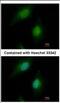 Sterol Regulatory Element Binding Transcription Factor 2 antibody, NBP2-20481, Novus Biologicals, Immunocytochemistry image 