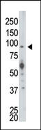SRSF Protein Kinase 1 antibody, AP14191PU-N, Origene, Western Blot image 
