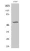 Zinc Finger C3HC-Type Containing 1 antibody, STJ94494, St John