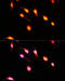 General Transcription Factor IIIC Subunit 4 antibody, 23-830, ProSci, Immunofluorescence image 