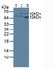 Citrate Synthase antibody, LS-C314811, Lifespan Biosciences, Western Blot image 