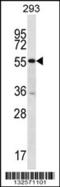 Pellino E3 Ubiquitin Protein Ligase Family Member 2 antibody, 56-684, ProSci, Western Blot image 