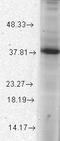 ATPase Family AAA Domain Containing 1 antibody, TA326468, Origene, Western Blot image 