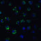 ADAM Metallopeptidase Domain 10 antibody, 2051, ProSci, Immunofluorescence image 