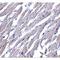 Prostaglandin D2 receptor-like antibody, LS-C19673, Lifespan Biosciences, Immunohistochemistry frozen image 
