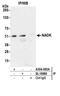 NAD Kinase antibody, A304-993A, Bethyl Labs, Immunoprecipitation image 
